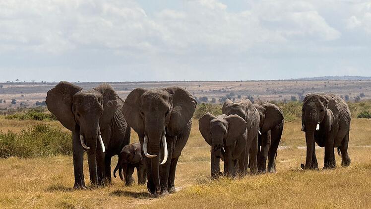 Elefanten im Amboseli-Nationalpark