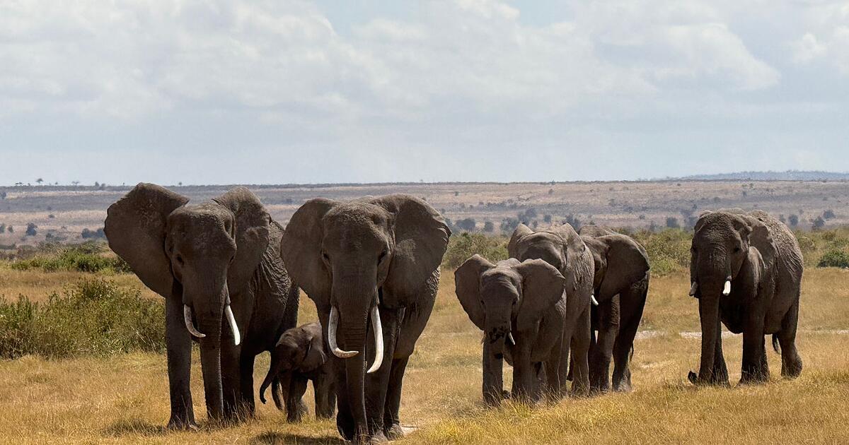 Konferenz-beginnt-Fast-200-Staaten-ringen-um-Artenschutz
