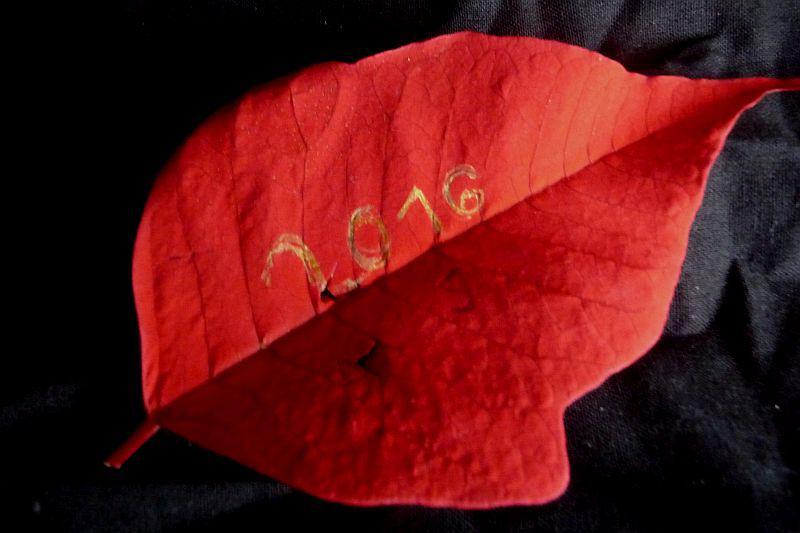 Ein neues Blatt, ein neues Jahr