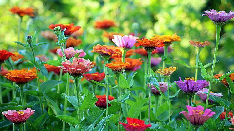 Herbstblume - Zinnie