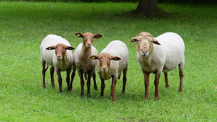 Bock "Carl" und seine drei Damen k&ouml;nnen ein gutes Schafleben auf dem Gel&auml;nde des Ger&auml;temuseums an der Alten Sch&auml;ferei in Ahorn f&uuml;hren. Foto: Gemeinde Ahorn