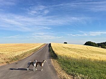 Das Handy hat man immer auch dabei: So entstehen schöne Fotos beim Spaziergang mit den Hunden. Foto: Kerstin Junker