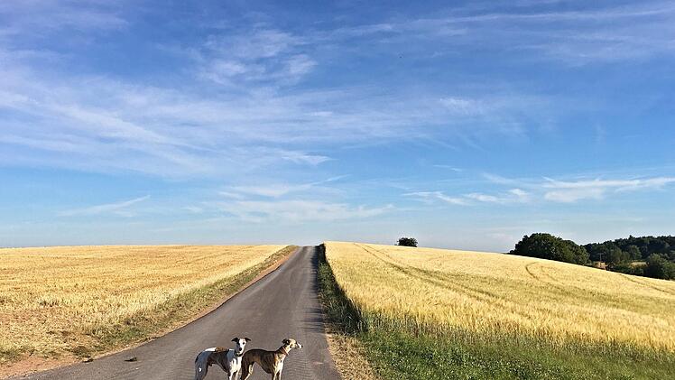 Das Handy hat man immer auch dabei: So entstehen schöne Fotos beim Spaziergang mit den Hunden. Foto: Kerstin Junker