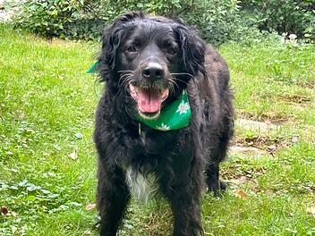 Tierhilfe Franken: William trauert nach Todesfall - findet er Halt für immer?