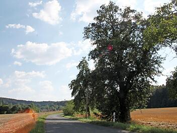 Dieser mächtige Birnbaum zwischen Burkheim und Tauschendorf wird vom Landratsamt zum Naturdenkmal erklärt. Im Altenkunstadter Bauausschuss freute man sich darüber.  Foto: Stephan Stöckel