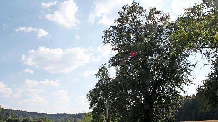 Dieser mächtige Birnbaum zwischen Burkheim und Tauschendorf wird vom Landratsamt zum Naturdenkmal erklärt. Im Altenkunstadter Bauausschuss freute man sich darüber.  Foto: Stephan Stöckel