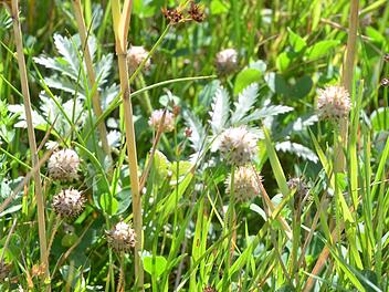 Die Form seiner Blütenstände gab dem Erdbeerklee seinen Namen.