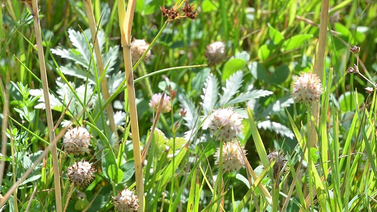 Die Form seiner Blütenstände gab dem Erdbeerklee seinen Namen.