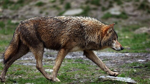 Bad Kissingen: Wende bei Wolfabschüssen in der Rhön