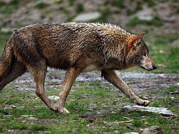 Bad Kissingen: Wende bei Wolfabschüssen in der Rhön Bad Kissingen: Wende bei Wolfabschüssen in der Rhön
