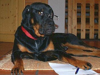 Für den Wesenstest musste Rottweiler Till mit Frauchen und Herrchen üben. Die Bemühungen waren aber von Erfolg gekrönt. Der Vierbeiner wurde als "nicht gesteigert aggressiv" eingestuft. Foto: Doris Bauer