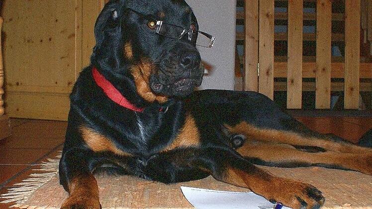 Für den Wesenstest musste Rottweiler Till mit Frauchen und Herrchen üben. Die Bemühungen waren aber von Erfolg gekrönt. Der Vierbeiner wurde als "nicht gesteigert aggressiv" eingestuft. Foto: Doris Bauer