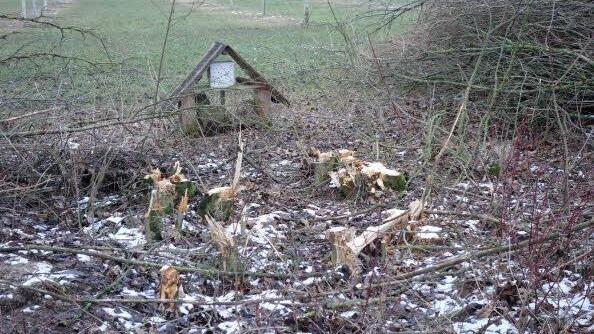 Die ausgefransten Stümpfe der Hecke an der Streuobstwiese. Ein glatter Schnitt sieht anders aus. Foto: Bund Naturschutz