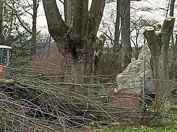 "Werden - Sein - Vergehen" - der Titel des Ysra-von-Leistner-Denkmals gilt auch für so manchen der ringsum stehenden Bäume. Foto: privat