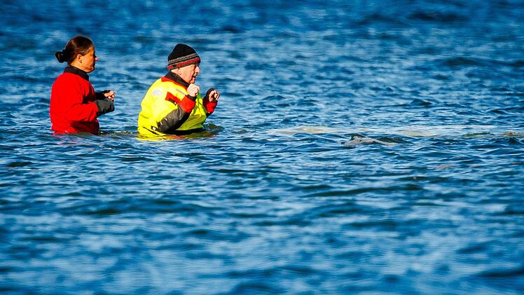 Weitere Entwicklung zum Buckelwal in der Ostsee