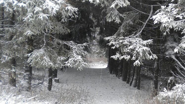 Blick in den "Märchenwald" auf der Wasserkuppe. Foto: privat