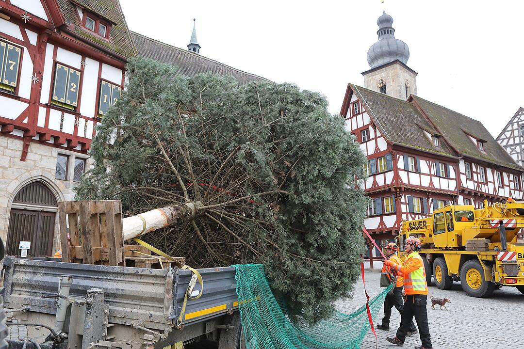 Christbaum kommt aus Schlaifhausen  auf den Forchheimer Rathausplatz