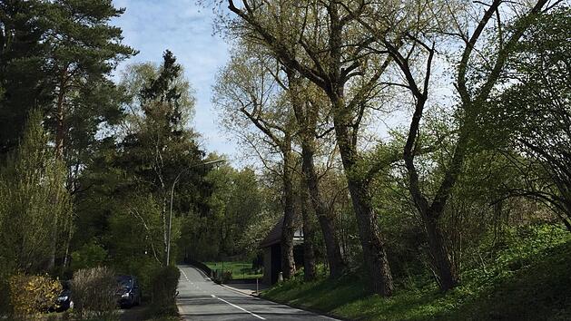 Das Schicksal dieser Pappeln im Zentweg wurde bei einer routinem&auml;&szlig;igen Kontrolle besiegelt: Sie sind aus Gr&uuml;nden der Verkehrssicherheit zu f&auml;llen. Foto: Bettina Knauth