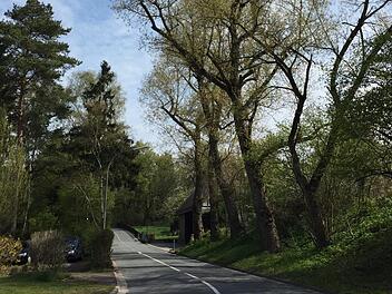 Das Schicksal dieser Pappeln im Zentweg wurde bei einer routinemäßigen Kontrolle besiegelt: Sie sind aus Gründen der Verkehrssicherheit zu fällen. Foto: Bettina Knauth
