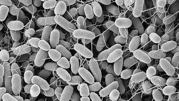 Je länger Lebensmittel auf dem Boden liegen, desto mehr Bakterien können sich anheften.