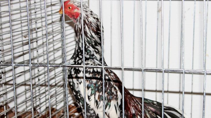 Das ist ein "Asil-Hahn" von Wolfgang Kaiser. Der Kampfhahn stammt aus einer der ältesten Rassen der Welt.