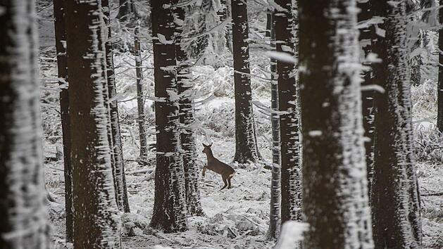 Ein Reh fl&uuml;chtet im winterlichen Wald