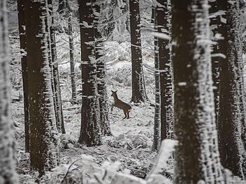 Ein Reh flüchtet im winterlichen Wald