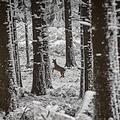 Ein Reh flüchtet im winterlichen Wald