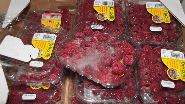 Eine ganze Kiste gespendete Himbeeren - eigentlich ein Grund zur Freude, in diesem Fall aber nicht: Jede Packung ist von Schimmel bedeckt. Wer spendet sowas? Foto: Dagmar Besand