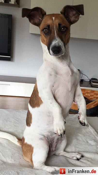 Auf den Hund gekommen: Die schönsten fränkischen Hunde unserer Nutzer