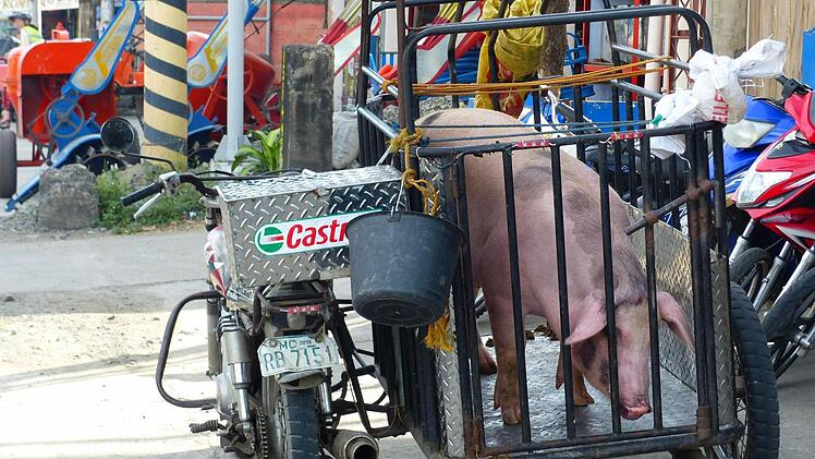 Schweinetransport auf philippinisch.
