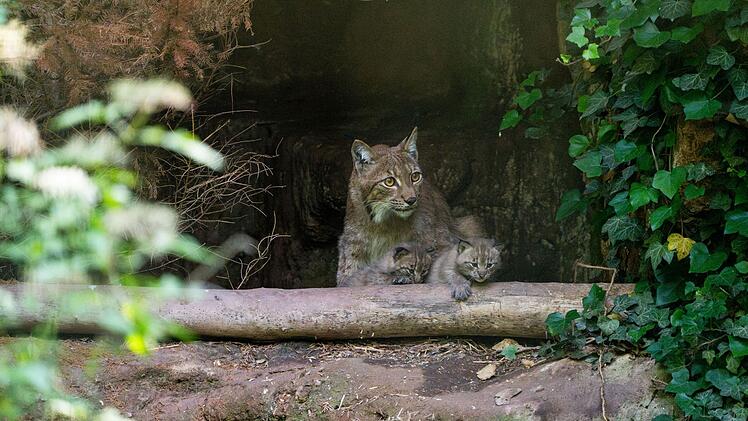 Tiergarten N&uuml;rnberg zeigt niedliche Nachwuchs-Bilder: "gro&szlig;er Erfolg"