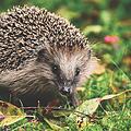 Im Kreis Miltenberg hat ein Mann einen Igel mit einem Besen erschlagen. Symbolbild: Alexas_Fotos /Pixabay