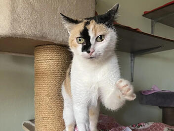 Tierheim Bamberg: Kacy sucht neues Zuhause - "hält Kater auf Abstand"