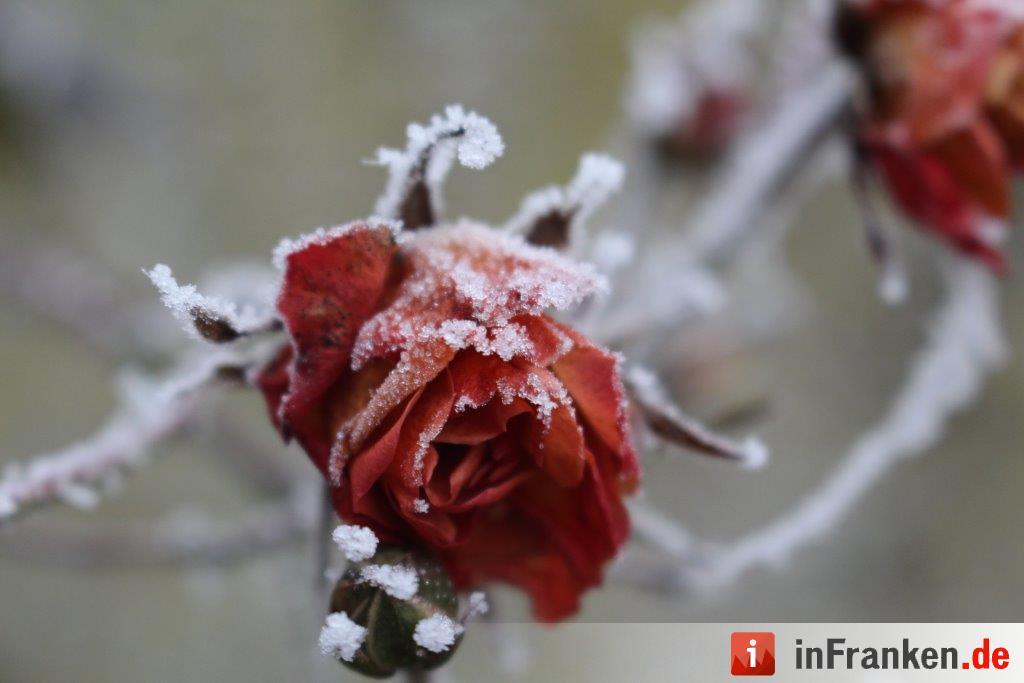 Eis und Schnee in Franken - die schönsten Winterleserfotos