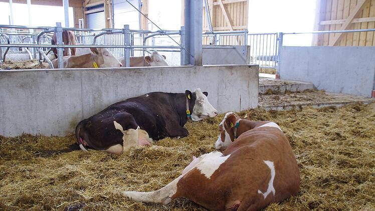 Der Abkalbe-Bereich. Foto: Marco Meißner