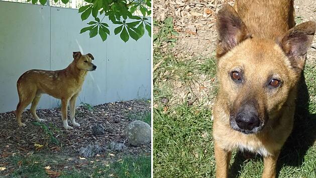 Tierheim Hof: Im Krieg alleine gelassen - Hunde Billy und Dobby aus schrecklicher Situation befreit