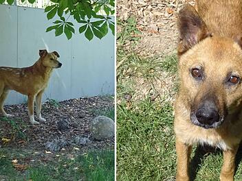 Tierheim Hof: Im Krieg alleine gelassen - Hunde Billy und Dobby aus schrecklicher Situation befreit