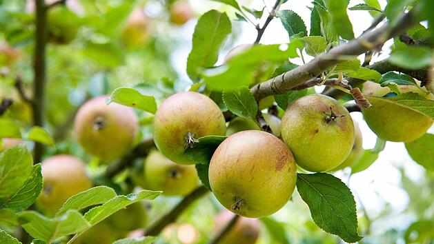 Symbolbild: Andrea Warnecke/dpa