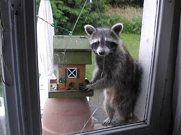 Dieser Waschb&auml;r hat auch die Versicherung besch&auml;ftigt. Foto: Huk Coburg