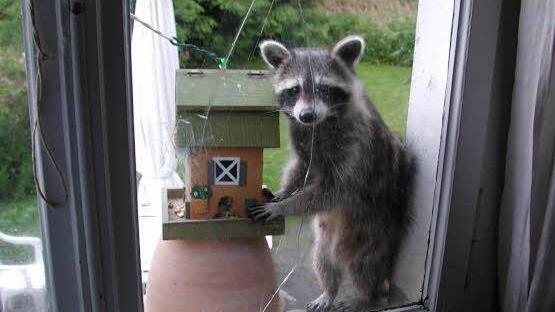 Dieser Waschb&auml;r hat auch die Versicherung besch&auml;ftigt. Foto: Huk Coburg