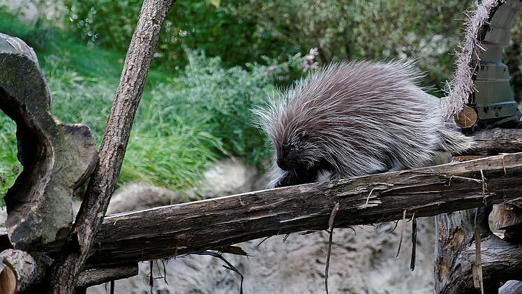 Baumstachler trifft man in der Zoom Erlebniswelt in "Nordamerika".