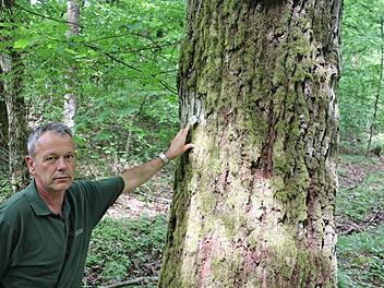 zu: hw_waldgang-gnannt