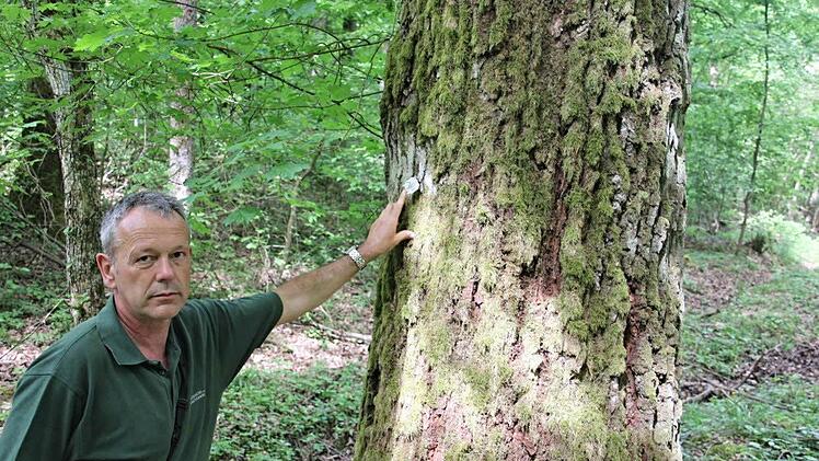 zu: hw_waldgang-gnannt