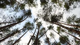 Sachsenforst-Projekt Vorbeugung und Nachsorge Waldbr&auml;nde