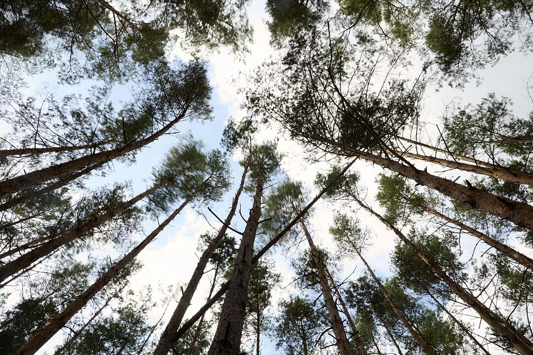 Sachsenforst-Projekt Vorbeugung und Nachsorge Waldbr&auml;nde