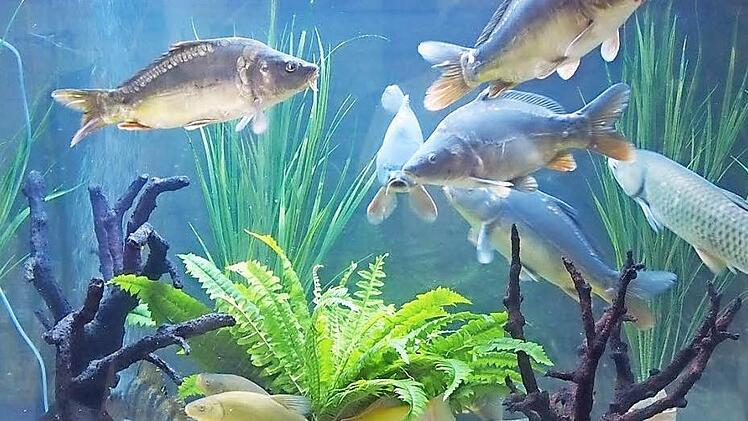 Beim Blick in ein Aquarium kann man so richtig abschalten. Foto: Archiv