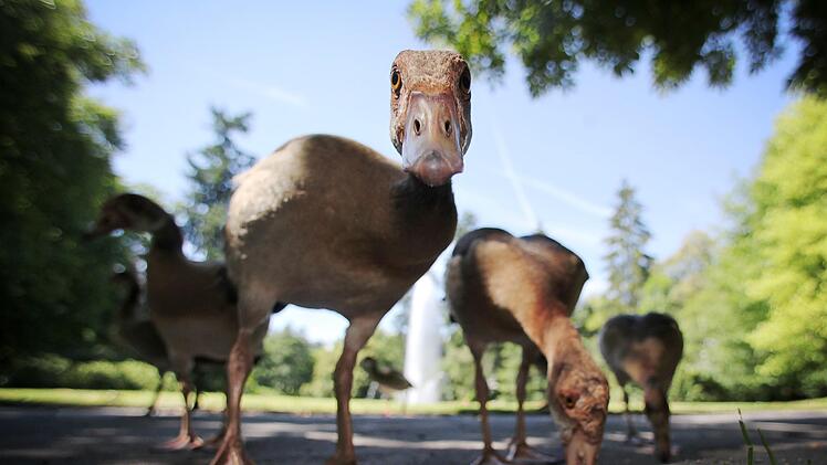 Nilgans