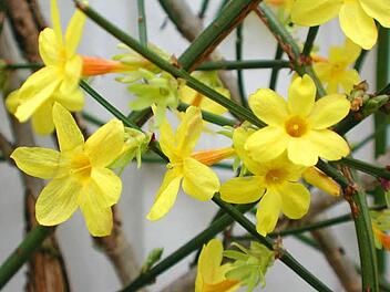 Ein leuchtend gelber chinesischer Ranker ist der Winterjasmin. Foto: Thomas Neder