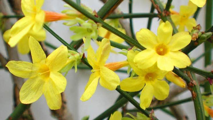 Ein leuchtend gelber chinesischer Ranker ist der Winterjasmin. Foto: Thomas Neder